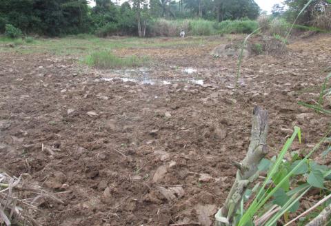  A mined-out pit in Moigbedu Village, Kono District, is filled with soil or ‘reclaimed’ in preparation for farming.