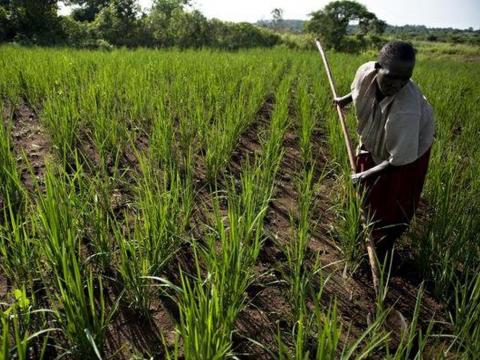 A rice farm in Uganda