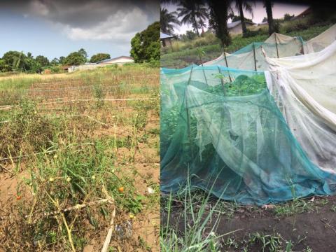 Bed nets used in gardening, instead of as protection against mosquitoes