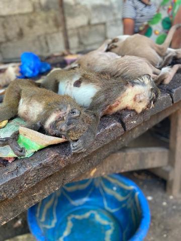 Recently killed monkeys, awaiting butchering on Mariatu Koroma’s butchers block and market stall in Kenema