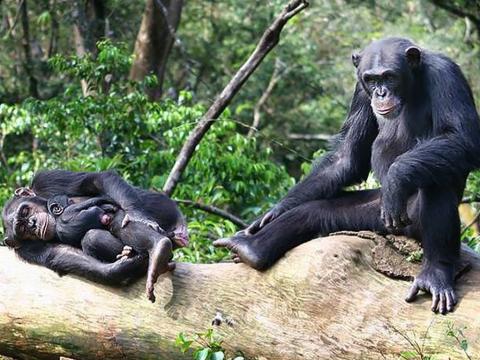 Tacugama Chimps