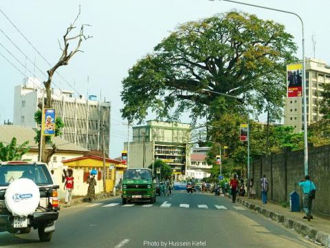 Cotton Tree 