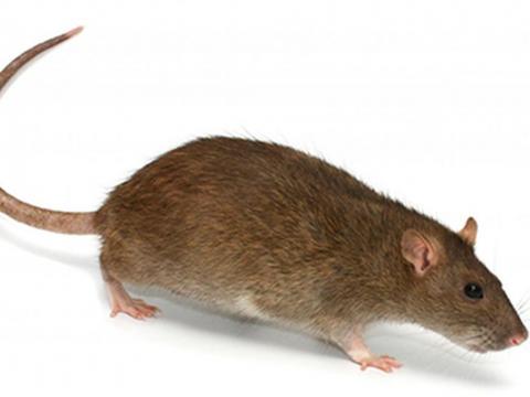 A lassa fever-causing rat