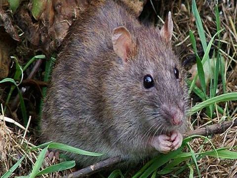  The Mastomys rat that causes lassa fever