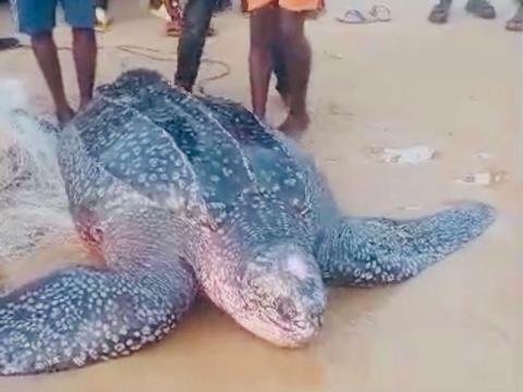 Rescued Leatherback Sea Turtle