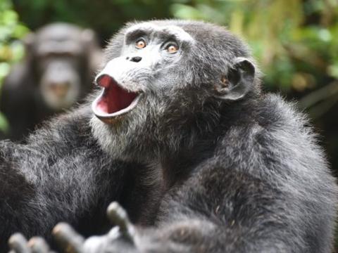 Tito, a chimp at the Tacugama Sanctuary in Sierra Leone